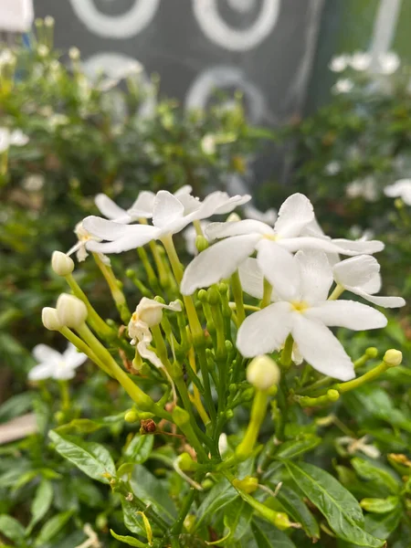 White Flower Ashoka Bloom — Stock Fotó