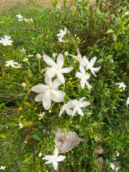 Flor Branca Ashoka Flor — Fotografia de Stock