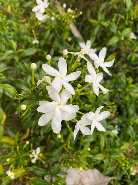 White Flower Ashoka Bloom — 图库照片