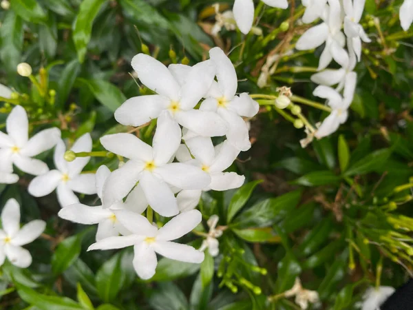 White Flower Ashoka Bloom — ストック写真