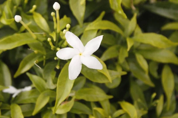 White Flower Ashoka Bloom — Stock Photo, Image