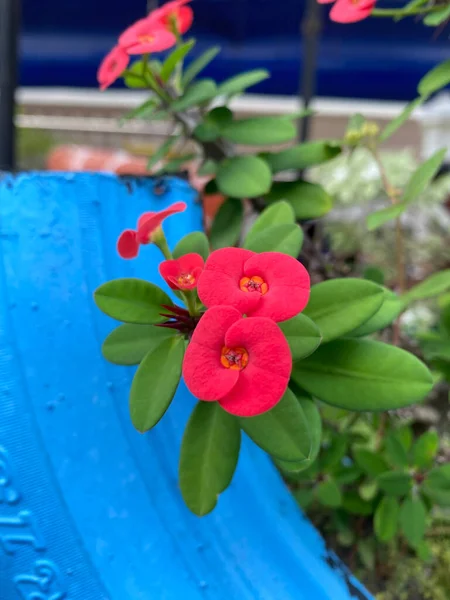 Red Flowers Bloom Photo — Photo