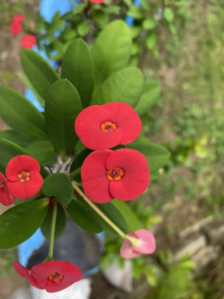 Червоні Квіти Цвітуть Фото Зверху — стокове фото