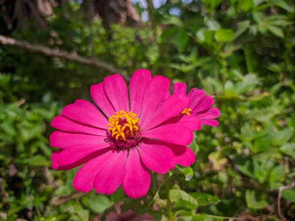 Picture Describes Beautiful Scene Butterfly Perching Red Flower Beautiful Rare — Zdjęcie stockowe