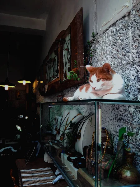 Cat Shop — Zdjęcie stockowe