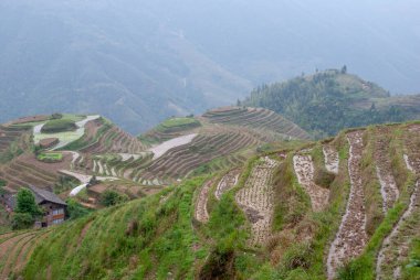 Longsheng County, Çin - 07 Mayıs 2010: Longji Terrace Fields önde