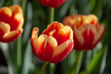 Yasak şehrin yakınındaki Zhongshan Parkı 'nda açan laleler