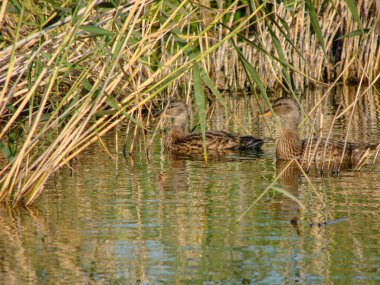 Omsk bölgesindeki Zhiloe gölünde iki ördek.