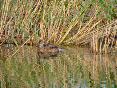 Omsk bölgesindeki Zhiloe gölündeki sazlıklarda ördek.