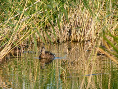 Omsk bölgesindeki Zhiloe gölünde iki ördek.