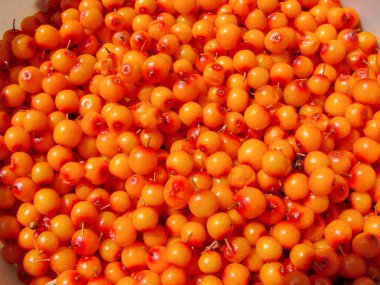 Toplanan deniz dikenli üzümleri