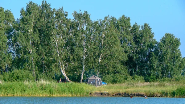俄罗斯Novosibirsk地区 2010年8月3日 在Chany湖畔西伯利亚桦树林的帐篷中露营 — 图库照片