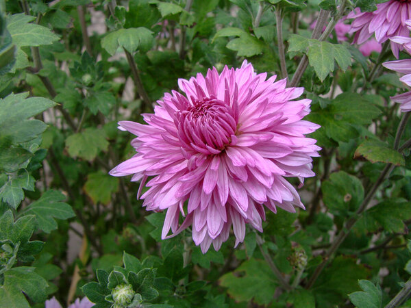 Сирень хризантемы в Сибирском саду