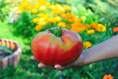 Avucunun içinde domates, çiçek açan bir bahçenin arka planında.