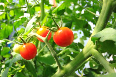 Sibirya bahçesindeki yeşil çalılıklarda kırmızı domates