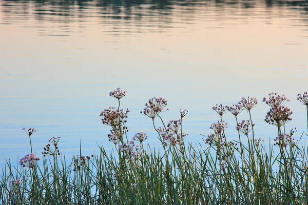 Flowers Susak Plant Coastal Waters Irtysh River — Stock Photo, Image