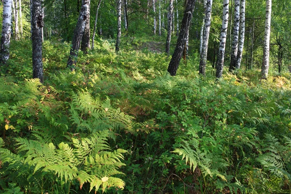 Park Tobol Mieście Tobolsk Rosja — Zdjęcie stockowe