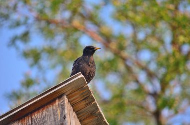 Rusya 'nın Omsk bölgesindeki bir kuş yuvasında sığırcık.