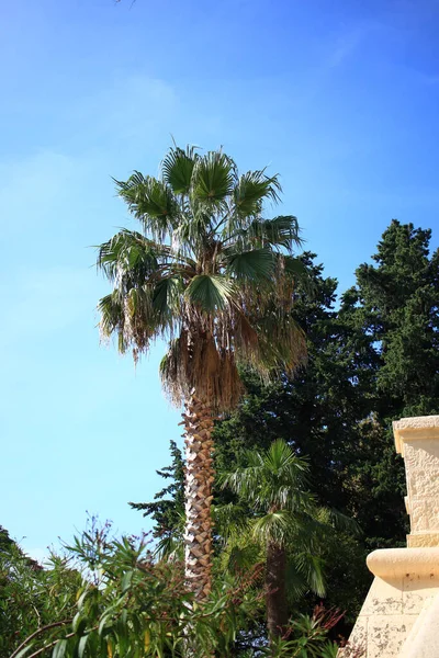 Palmeira Parque Costeiro Cidade Sochi — Fotografia de Stock