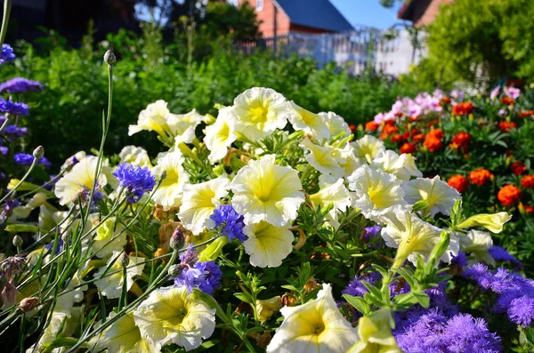 시베리아 정원에 꽃받침 — 스톡 사진