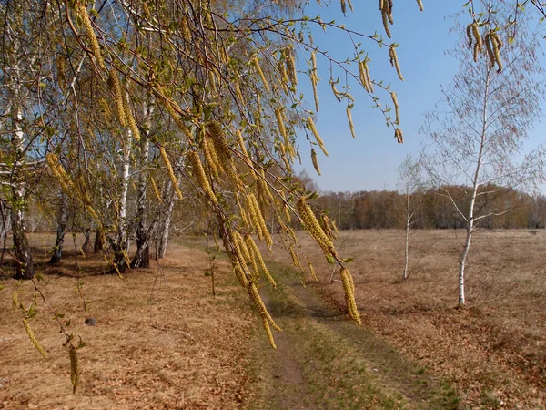 Berkenkatjes Eerste Bladeren Het Voorjaar Siberisch Woud — Stockfoto