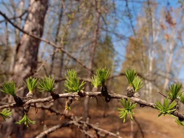 Premières Feuilles Printemps Forêt Sibérienne — Photo