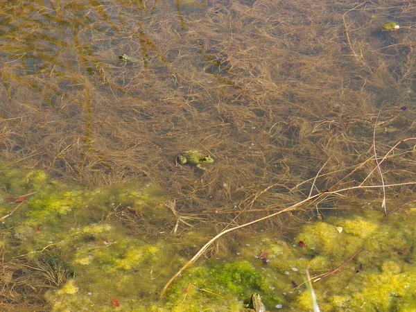 Зеленые Лягушки Мелком Пруду Греются Солнце — стоковое фото