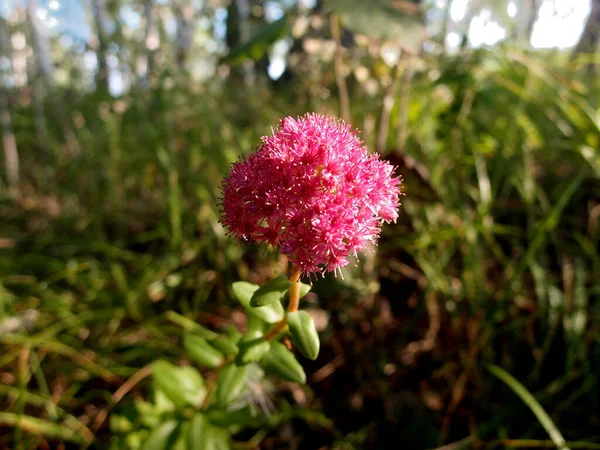 Krásné Květy Sibiřského Lesa Omsku Rusko — Stock fotografie