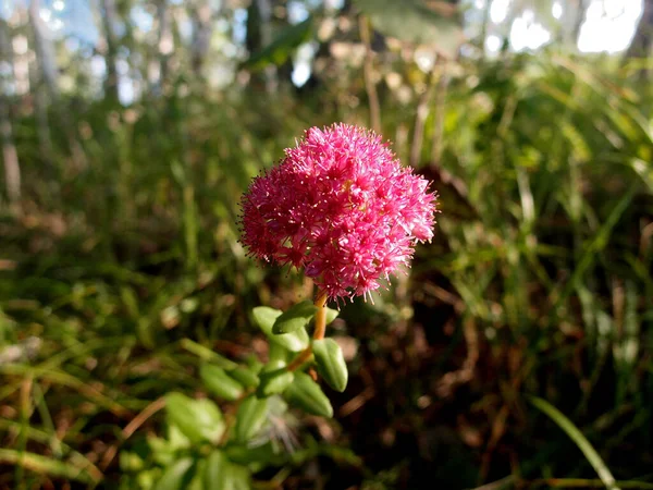 Hermosas Flores Del Bosque Siberiano Región Omsk Rusia — Foto de Stock