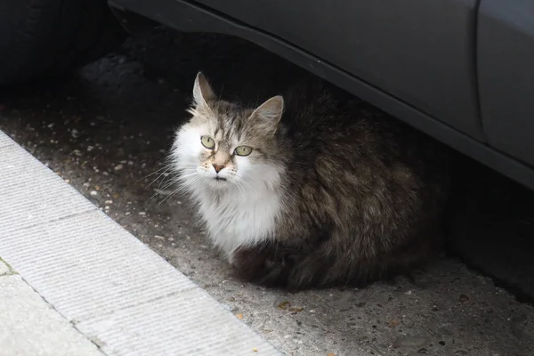 a cat is located under the car, the color of which matches the lighting of the car