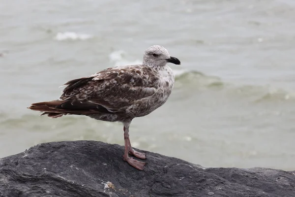 Young Gray Gull Sits Stone Shore — 图库照片