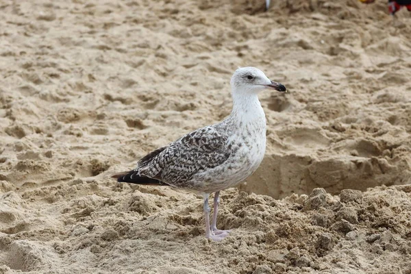 Young Gray Seagull Walks Shore — Fotografia de Stock