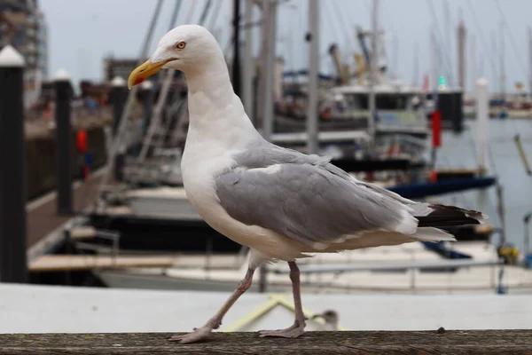 White Seagull Walks Railing Backdrop Yachts City Ostend North Sea — Zdjęcie stockowe