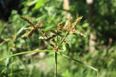 İğneleri kapatın.