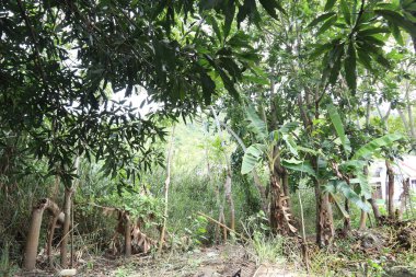 yemyeşil mango ağacının yaprakları