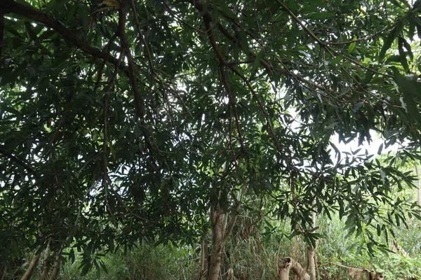 Leaves Lush Mango Tree — 图库照片