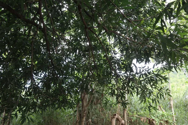 Φύλλα Του Καταπράσινου Δέντρου Μάνγκο — Φωτογραφία Αρχείου