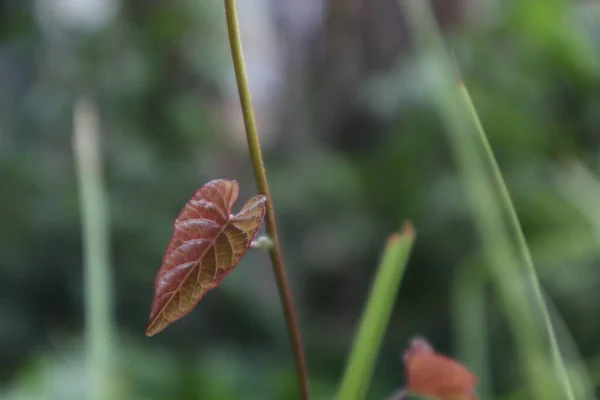 Young Plant Young Stalks Leaves Growing Garden — Fotografia de Stock