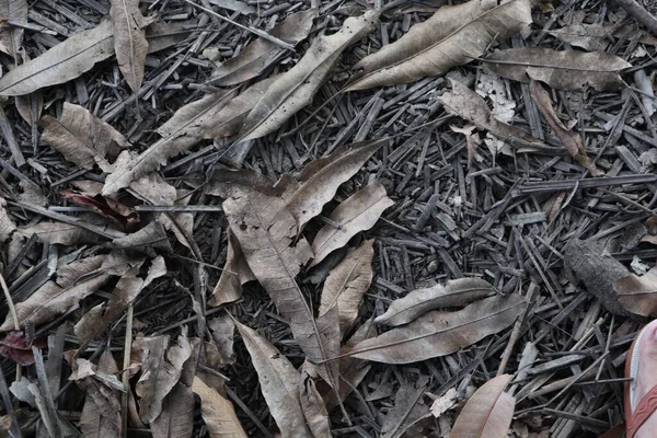 Dry leaf background. dry leaves