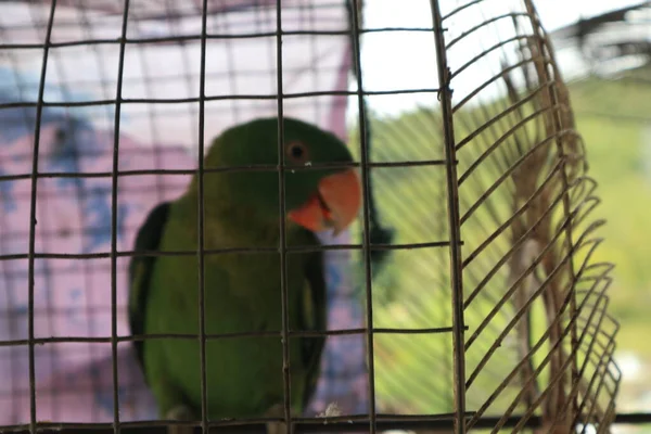 Птица Клетке — стоковое фото