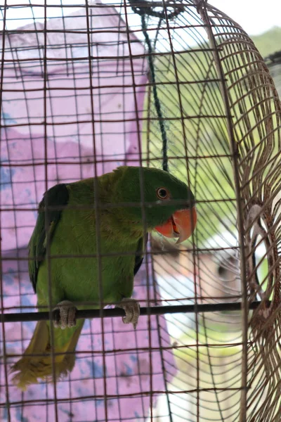 檻の中の鳥 — ストック写真