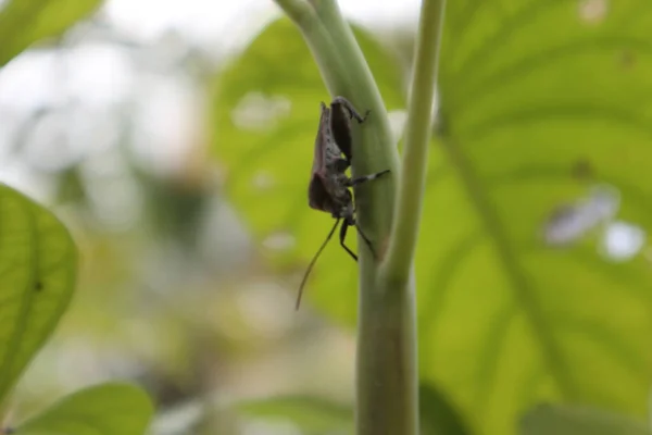 Insecten Die Zich Vastklampen Aan Takken — Stockfoto