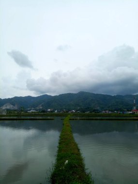 Pirinç ekilmemiş pirinç tarlaları. Arkasında dağlar olan pirinç tarlalarının gündüz görünümü