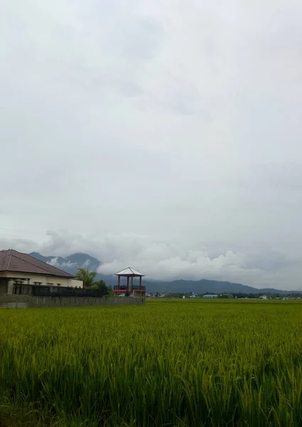 Rijst Veld Uitzicht Met Mistige Lucht Achtergrond — Stockfoto