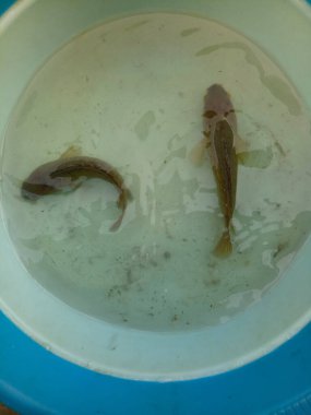 A freshwater fish scientific name Anabas Testudineus. Know as Ikan Betok amongs Indonesian people.