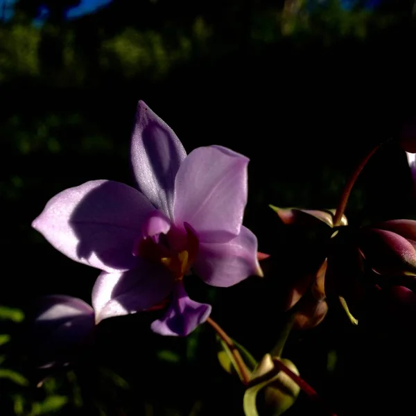 花园里美丽的花 — 图库照片