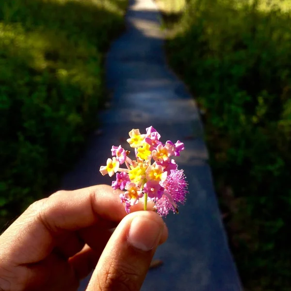 hand holding flower. beatiful flower