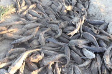 dead fish carcasses. Hypostomus plecostomus fish carcasses