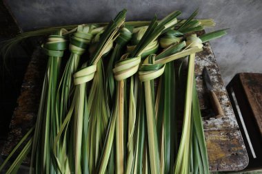 young coconut leaves. young coconut leaves used to make ketupat food