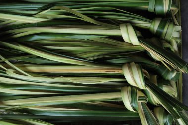 young coconut leaves. young coconut leaves used to make ketupat food